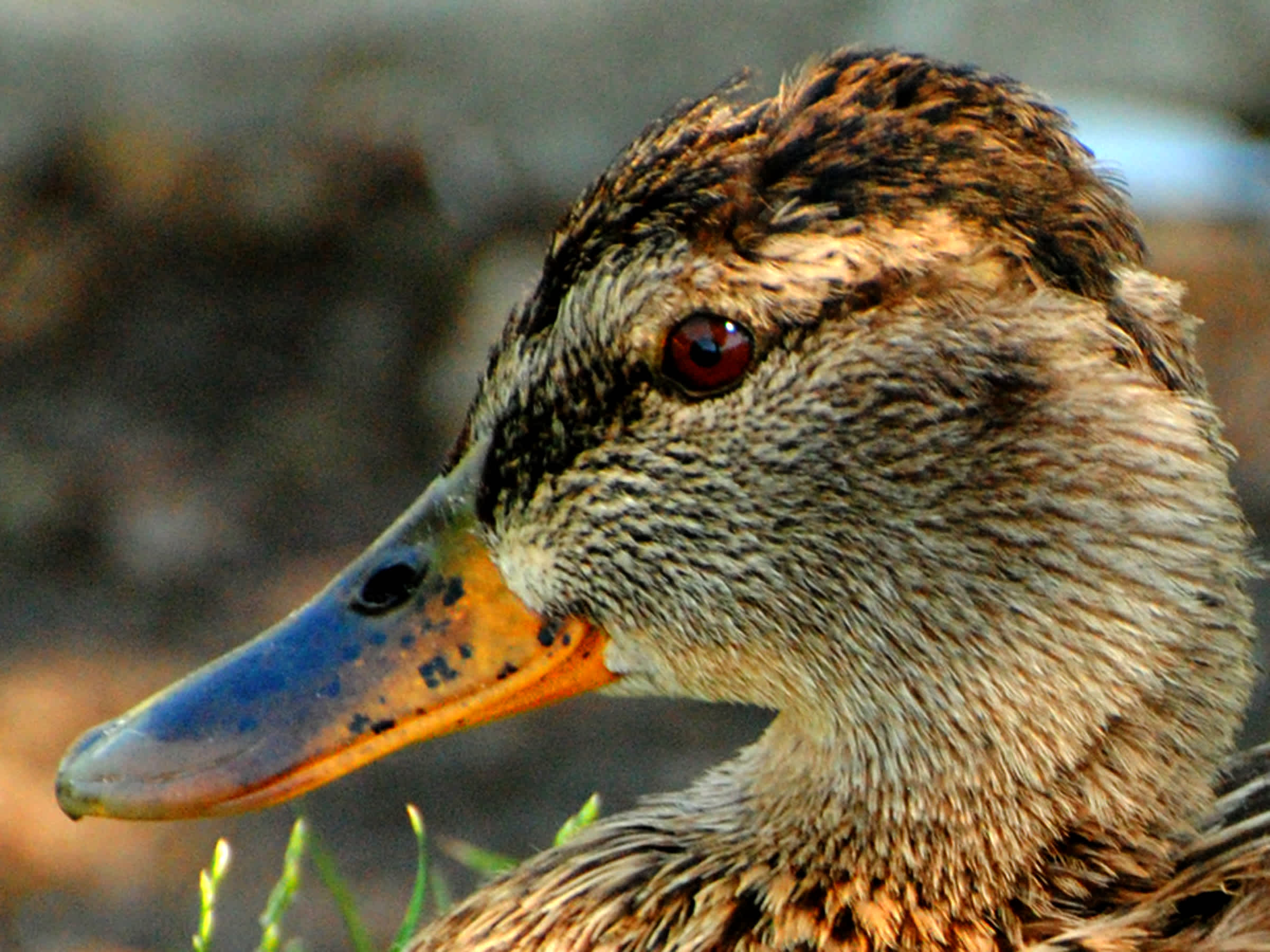 Close-up of brown duck. 