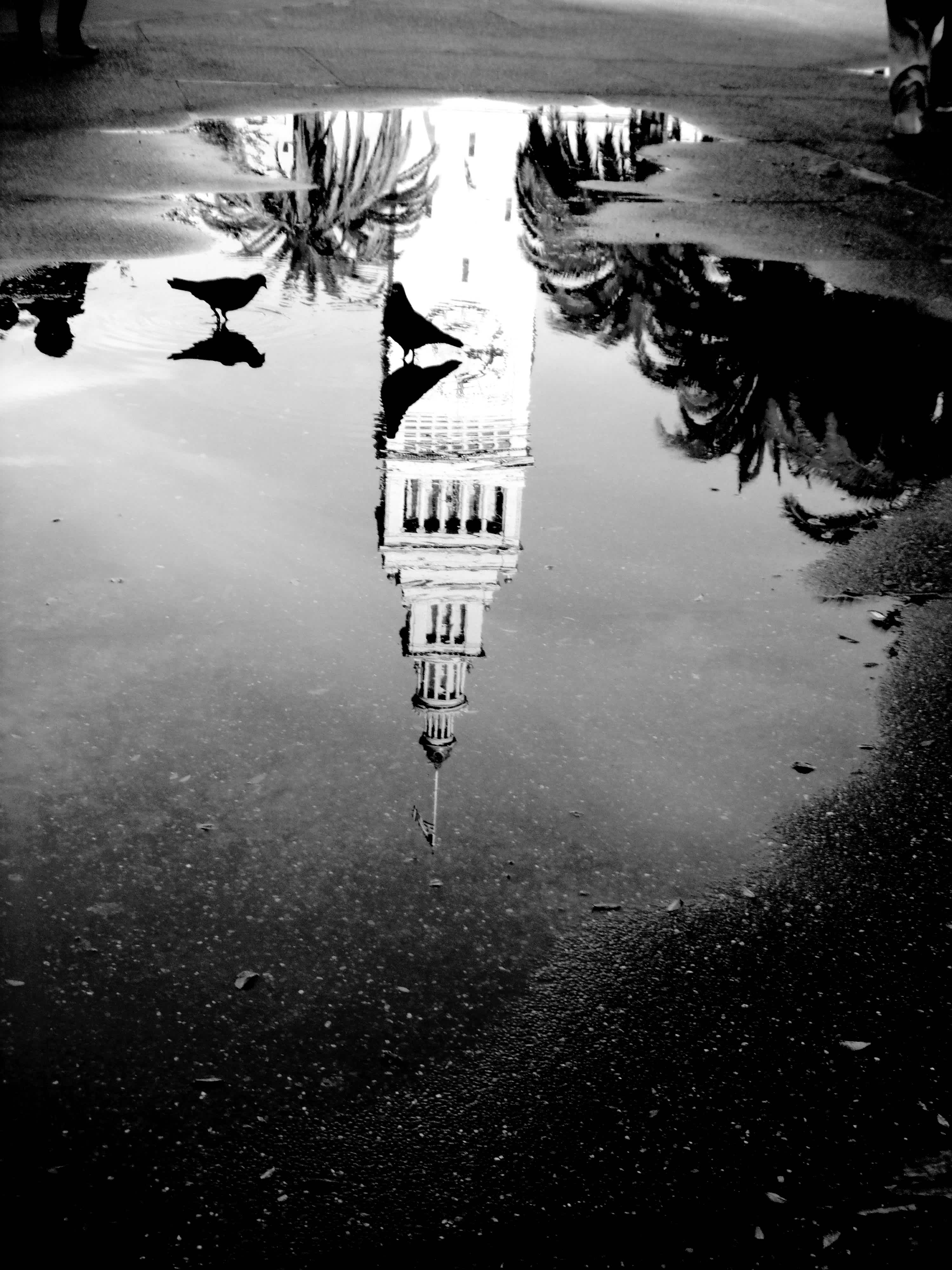 Clocktower reflected in a puddle of water in black and white in Ferry Building, San Francisco, California. 