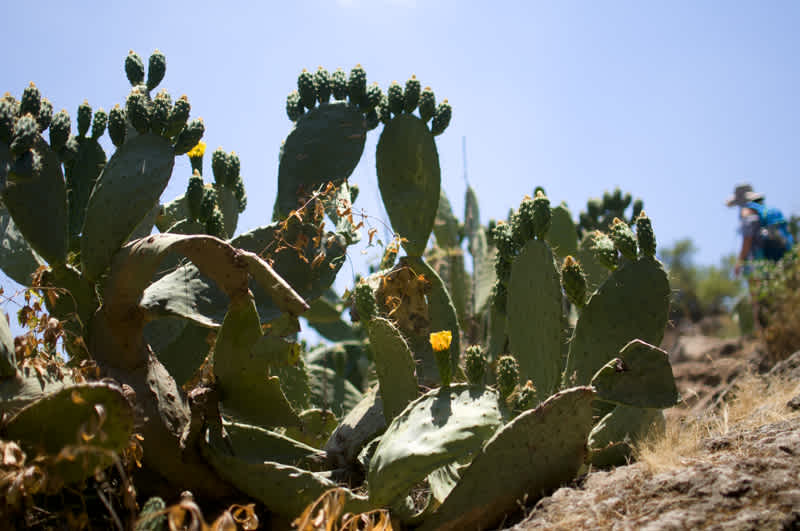 Yellow flowers on a cactus on the side of a hiking trail in the Golan Heights, Israel. 