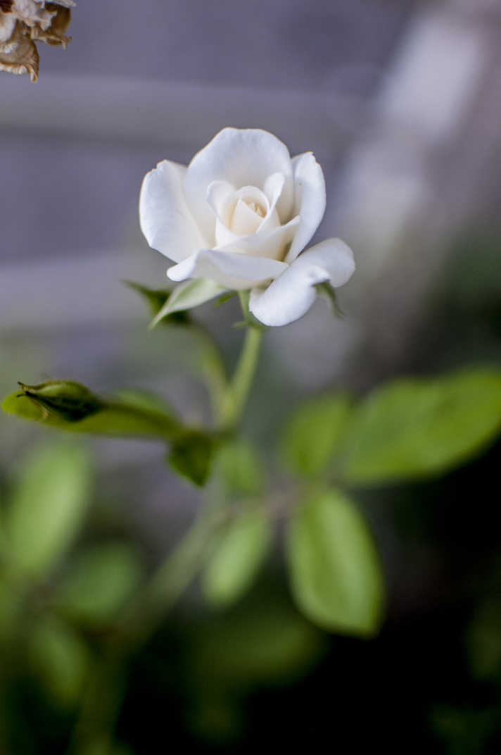 White flower in Banning, California. 