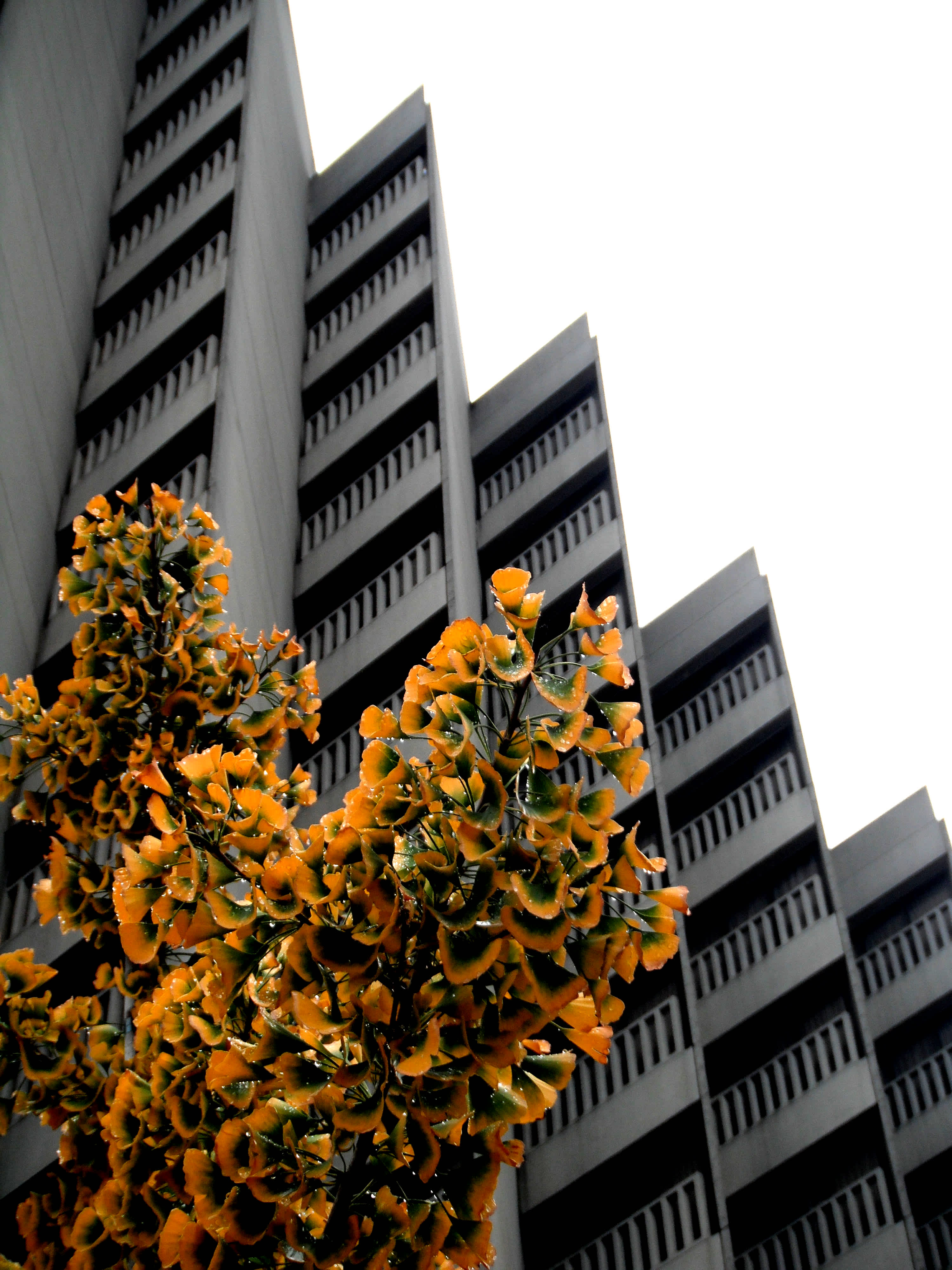 Yellow and green leaves in front of a black and white building in Embarcadero, San Francisco, California.