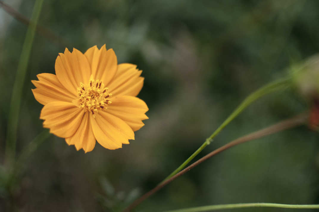 Yellow flower in Banning, California. 
