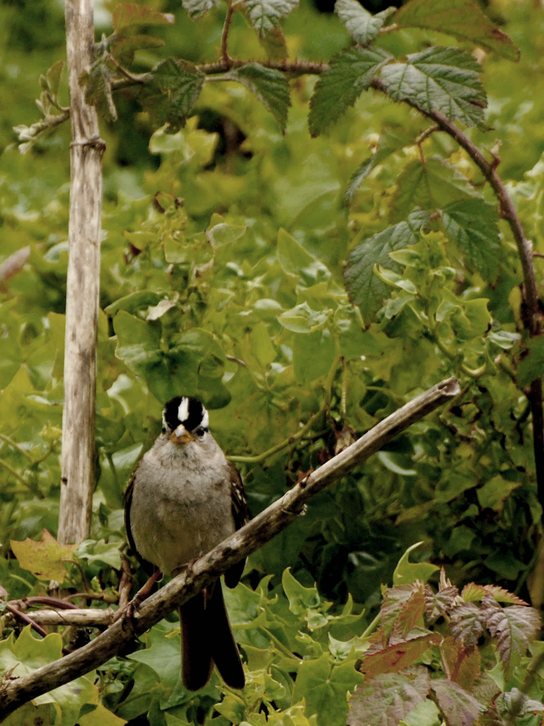 Bird sitting on a branch in the forest. 