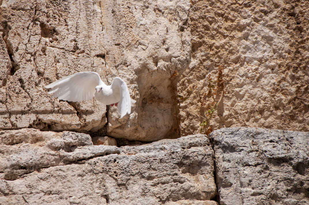 White dove in flight on the Western Wall in Jerusalem, Israel