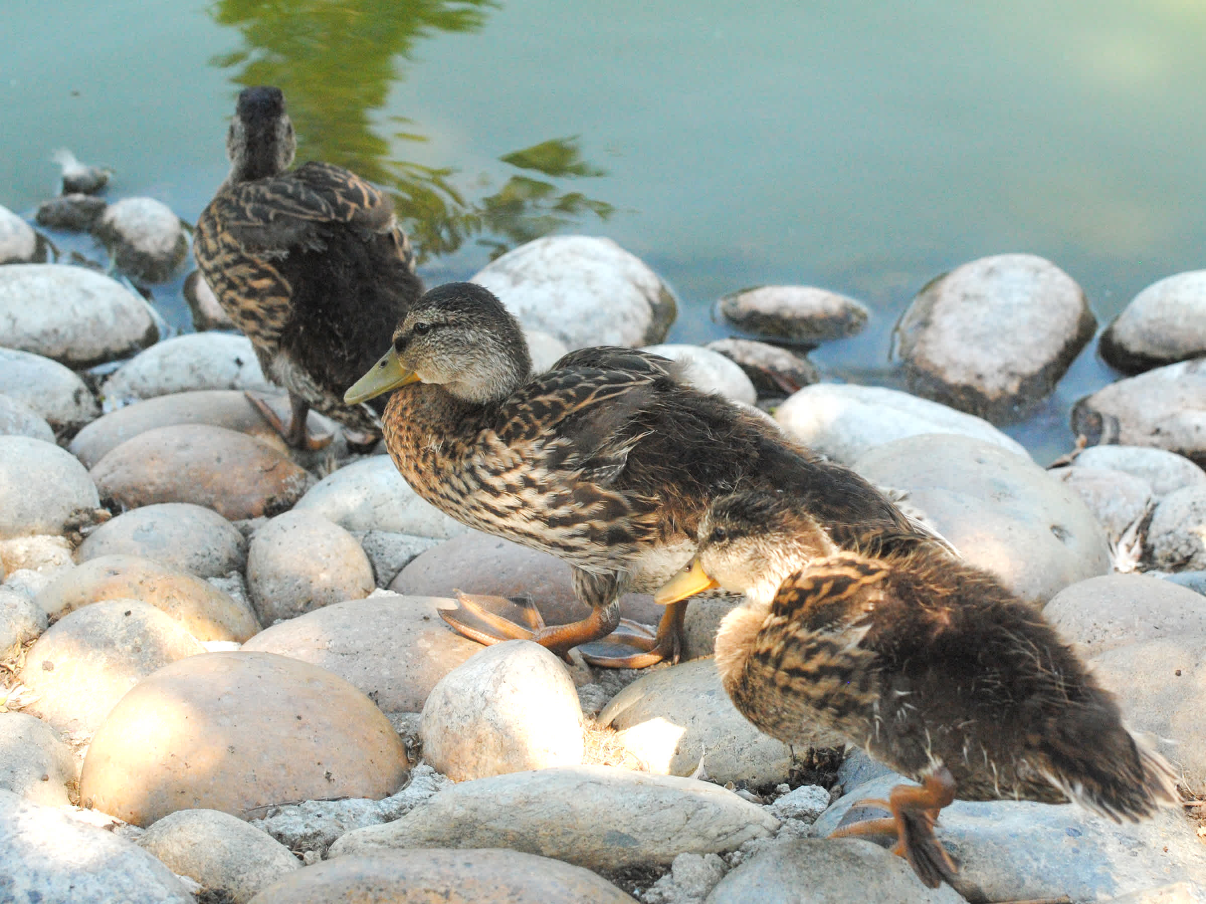 Three brown ducks walking on stones.