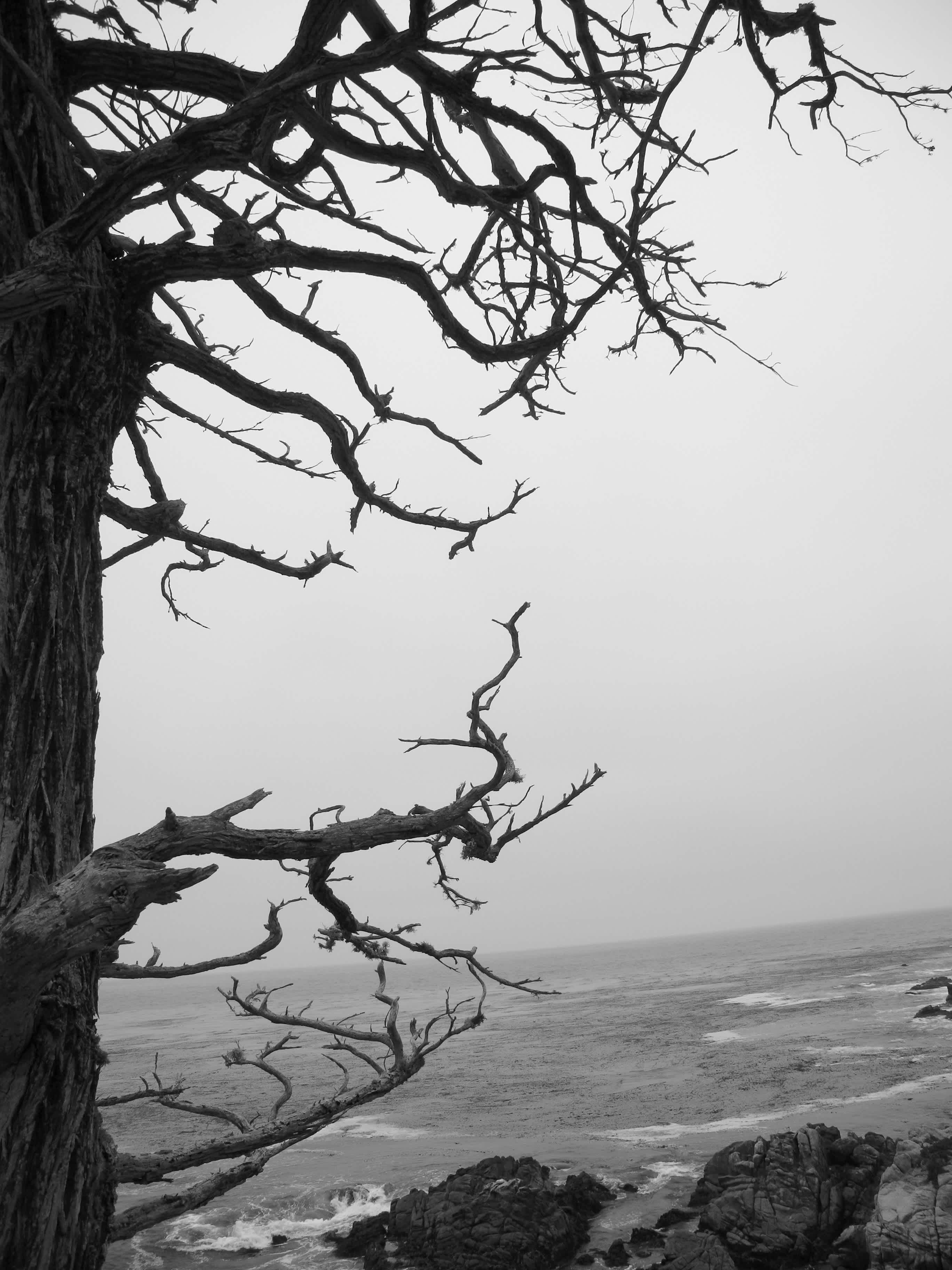 Tree branches overlooking the ocean on 17 Mile Drive, California.