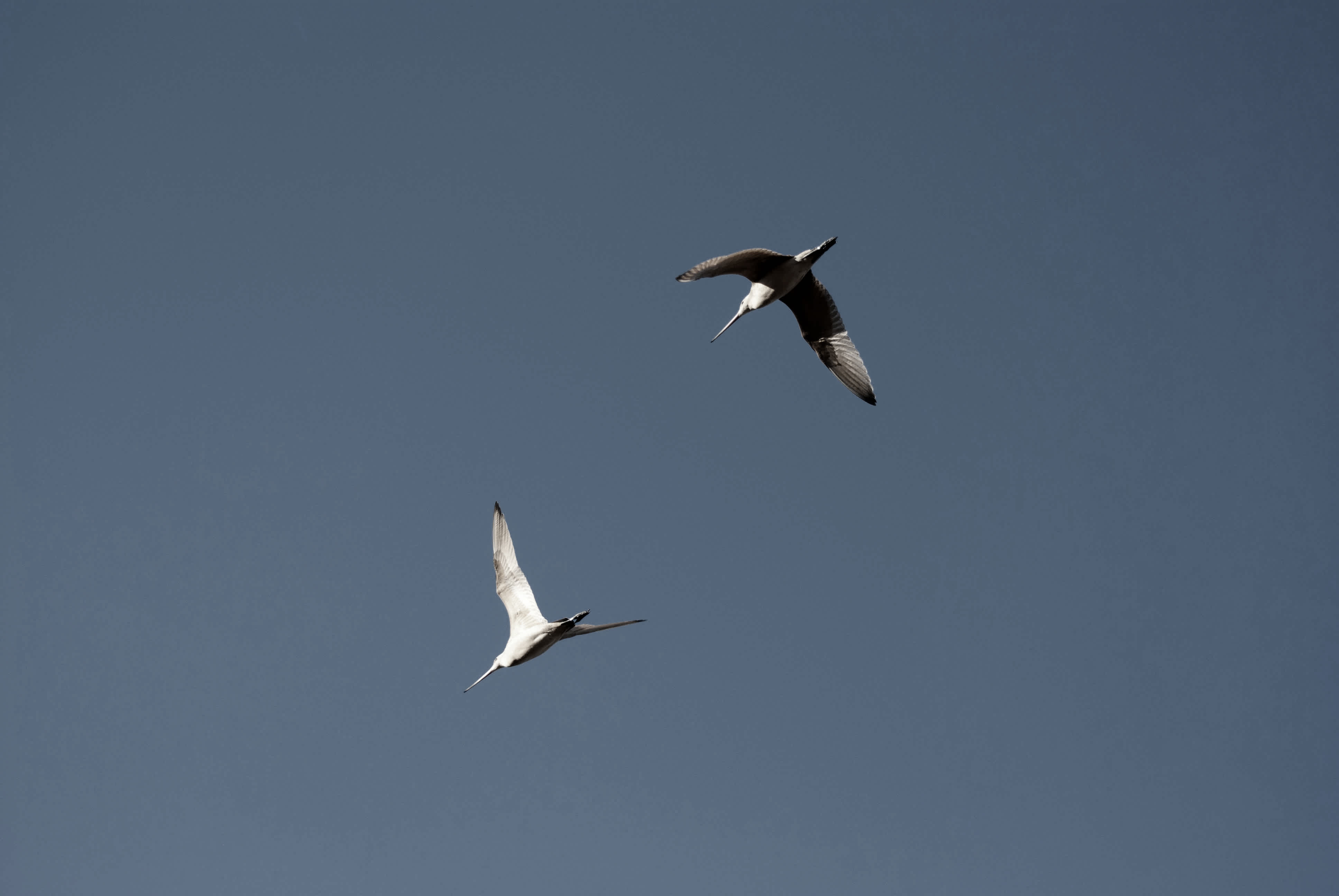 Two birds flying in the sky. 