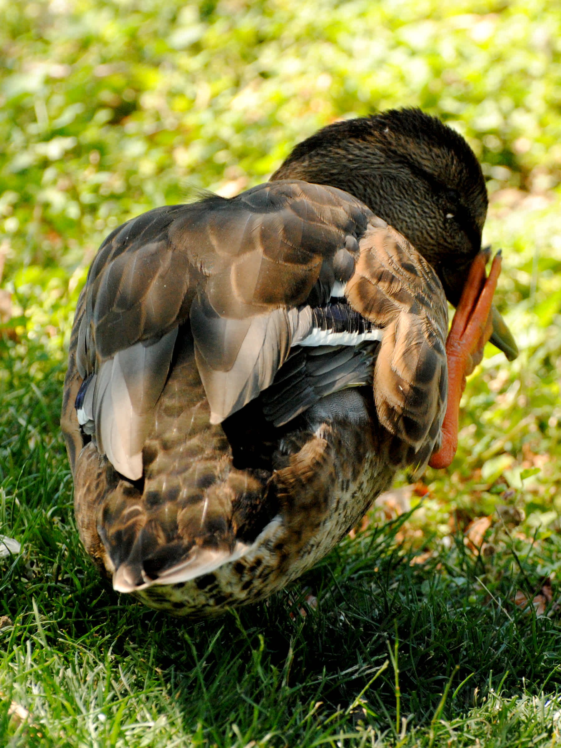 Bird standing with leg up in the grass. 