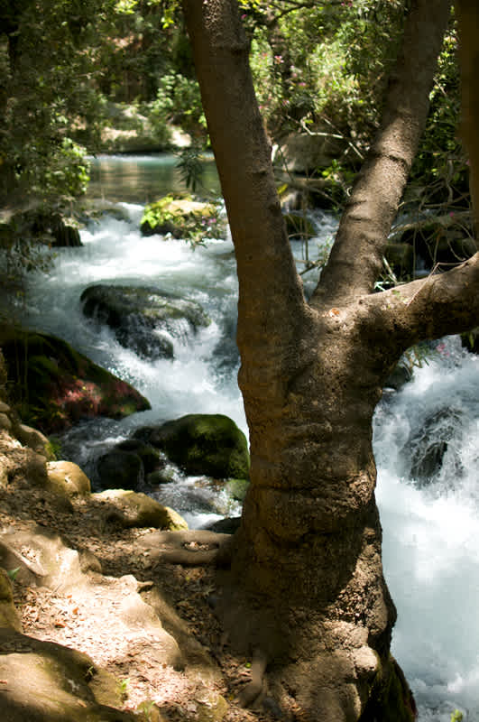 Tree trunk growing in three directions in front of a stream leading to Banyas Waterfall, Golan Heights, Israel. 