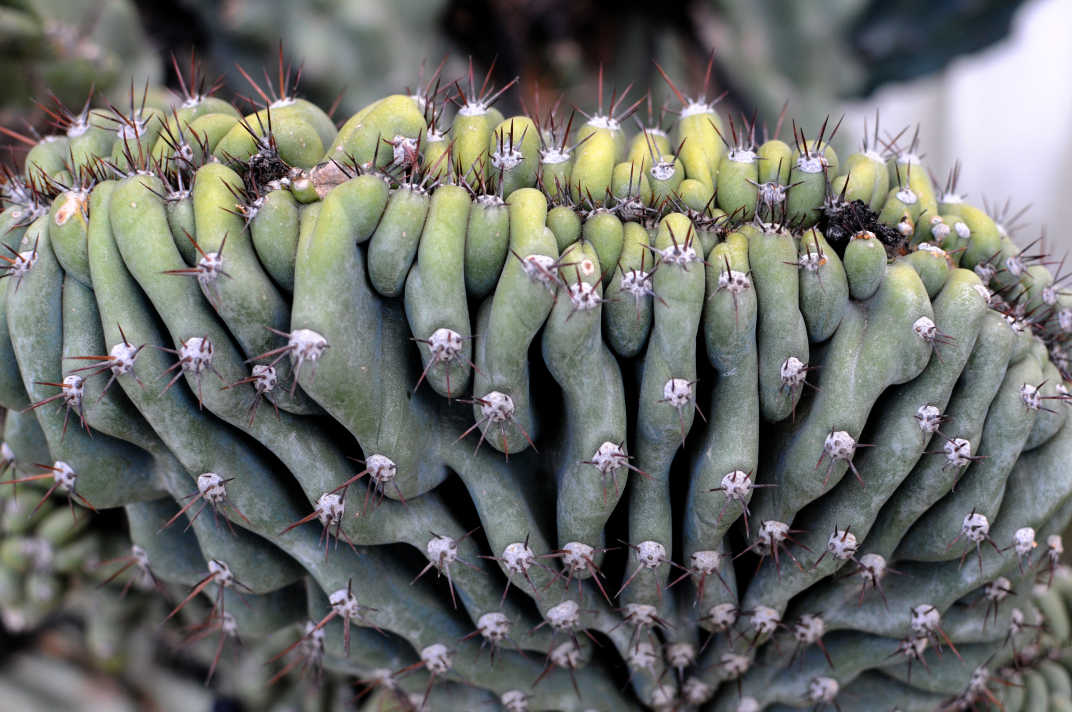 Closeup of cactus in Banning, California. 