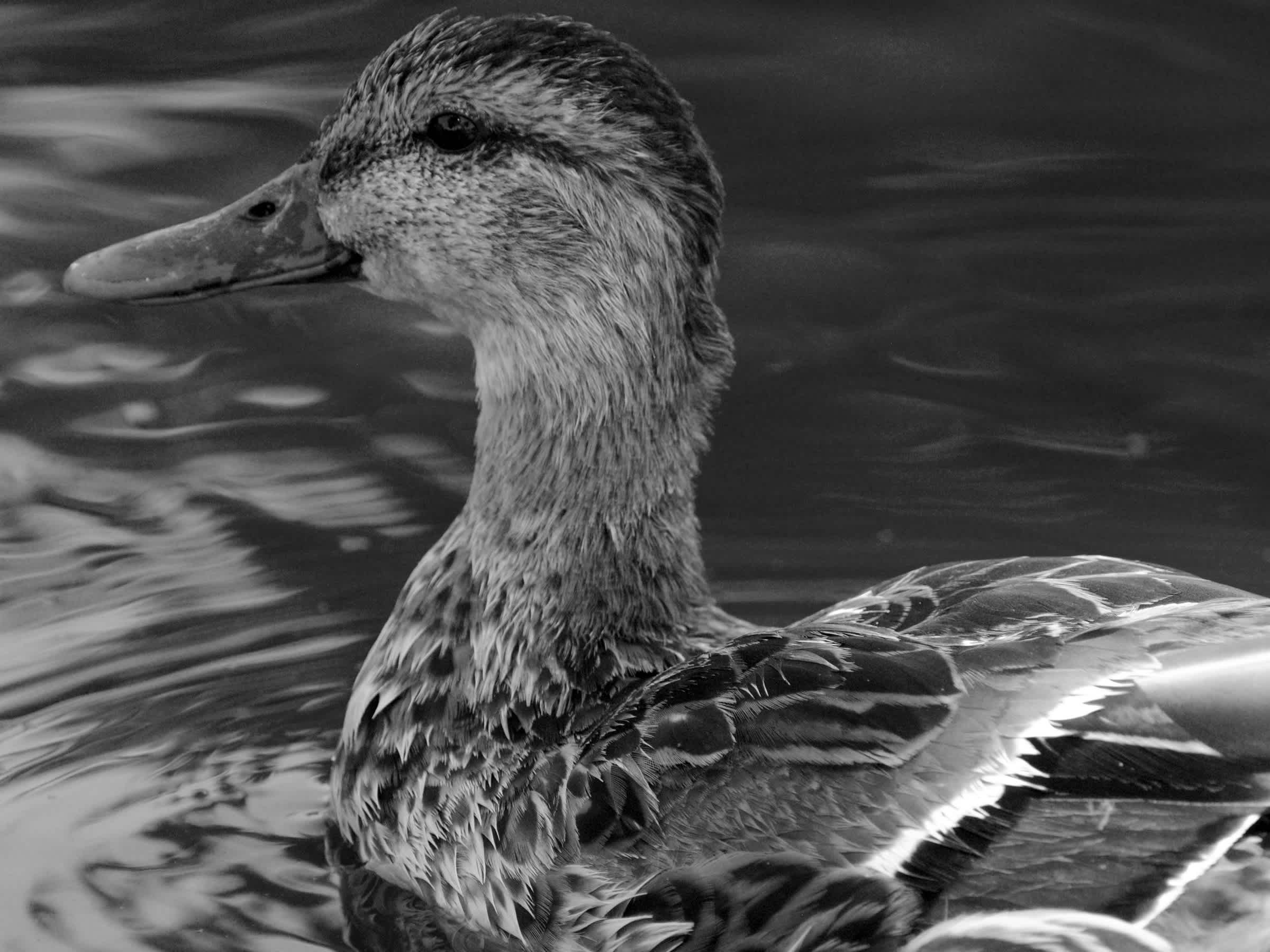 Duck swimming in black and white.