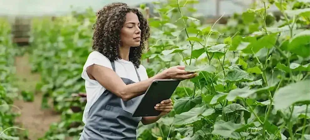 [Featured image] A horticulturalist uses AI to detect crop disease as they stand in a greenhouse filled with plants and make notes on a tablet.