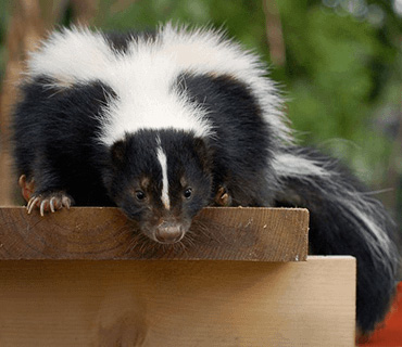 A skunk in the outdoors