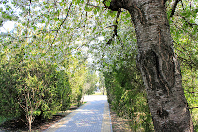 Пансионат Урал Анапа, аллея для прогулок