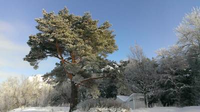 Санаторий Сестрорецкий курорт Сестрорецк, зимний вид