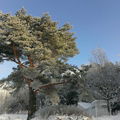 Санаторий Сестрорецкий курорт Сестрорецк, зимний вид