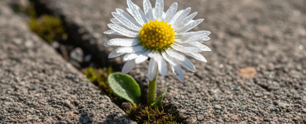 The art of self-determination