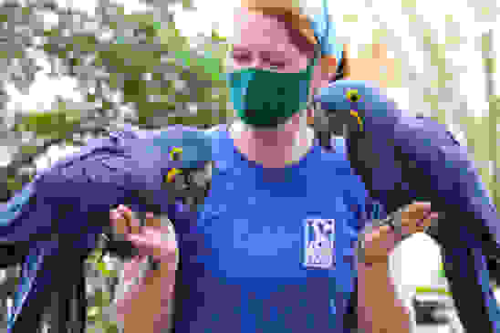 zookeeper with mask holding two blue macaws