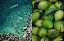 a group of green fruits