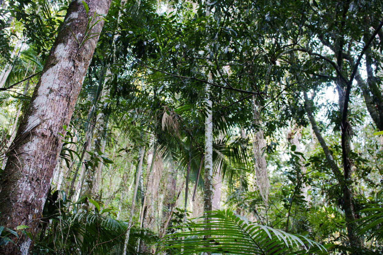 Why Marqeta is planting 200 trees in the Amazon