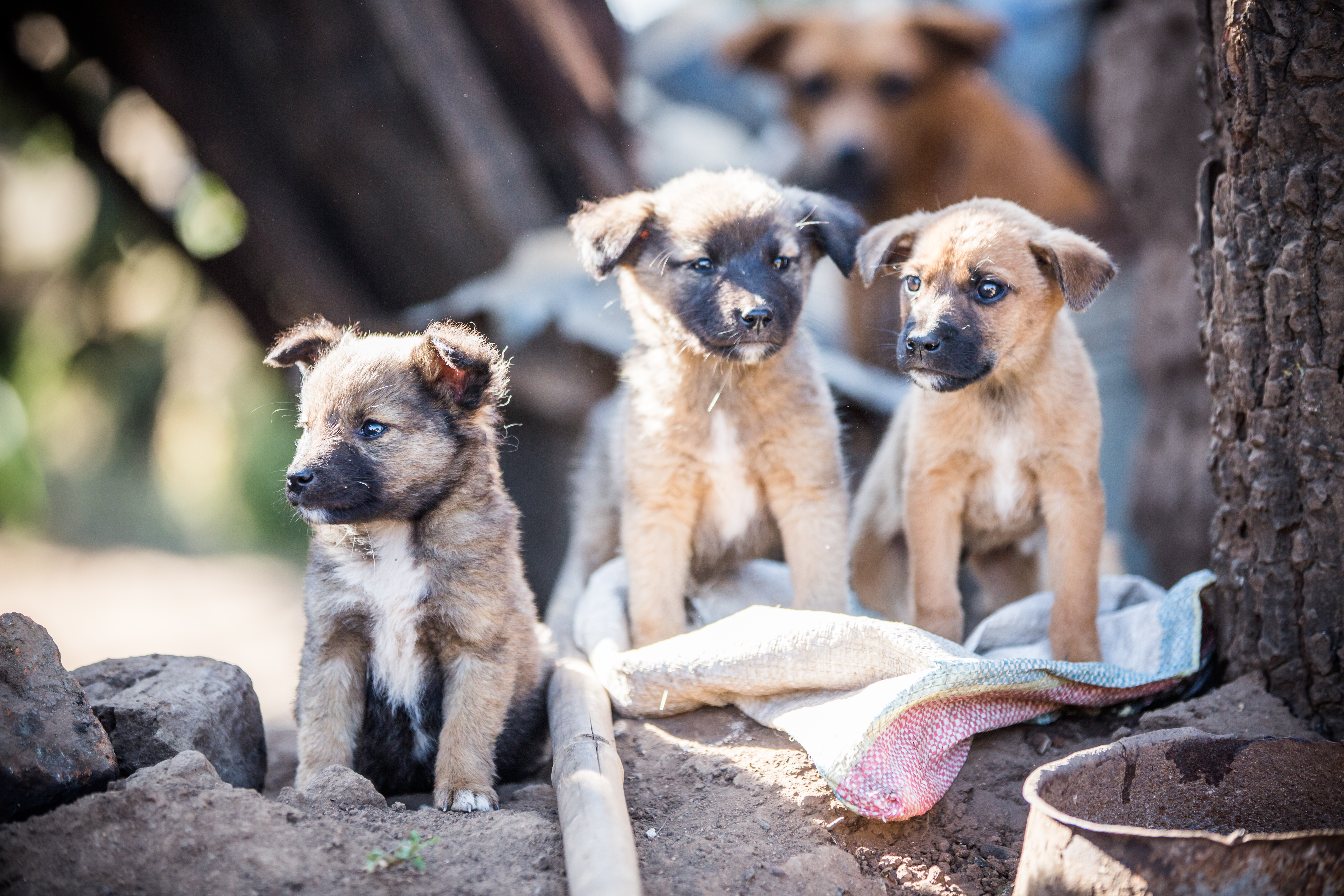 Mission Rabies to commence largest ever canine rabies vaccination drive in Cambodia