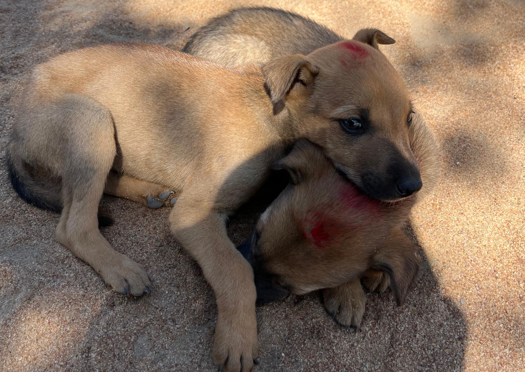 Stopping rabies at the source