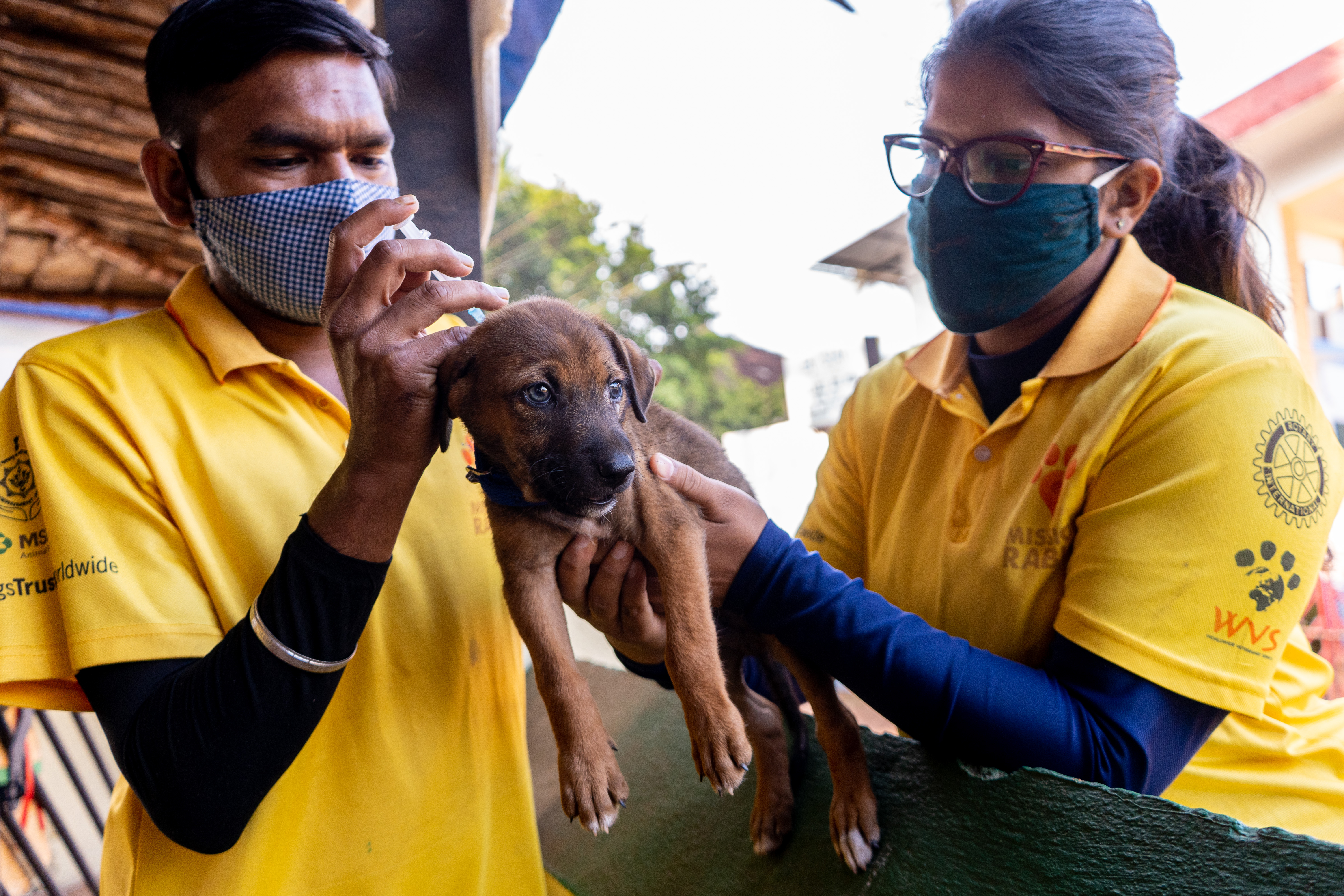 Two million dogs vaccinated against the world's deadliest disease