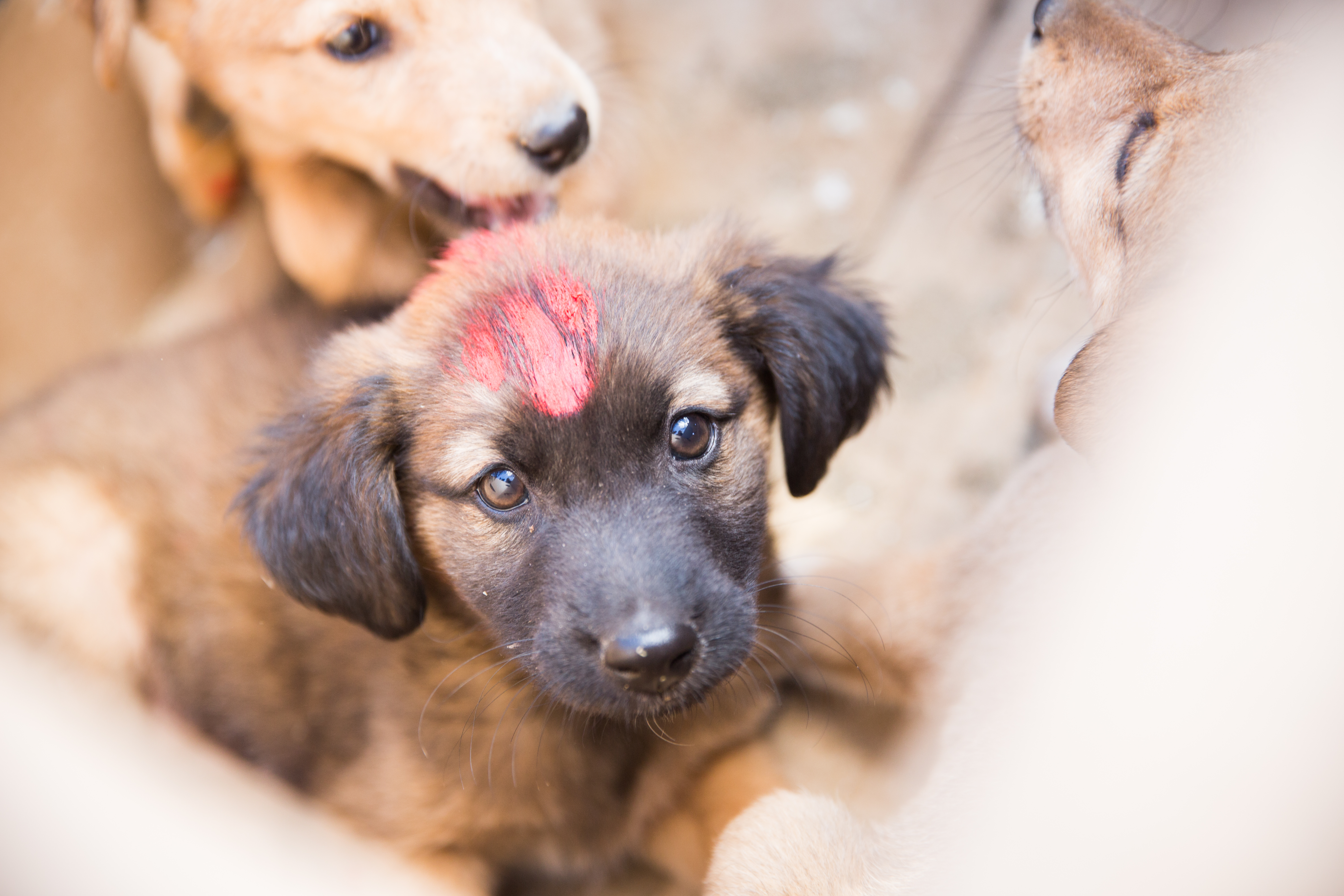 Two million dogs vaccinated against the world's deadliest disease