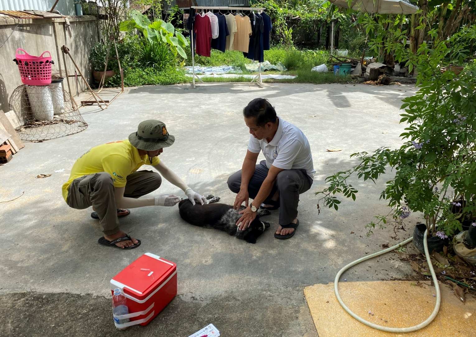 Protecting paws and people: Vet volunteer Andrea helps to combat rabies in Cambodia