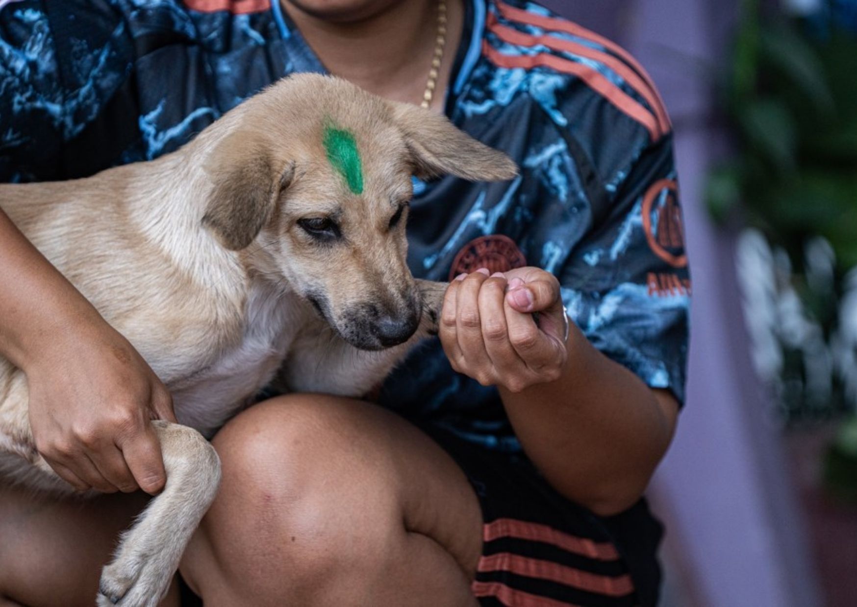 Delivering Asia’s largest rabies drive: 229,488 dogs vaccinated in Cambodia