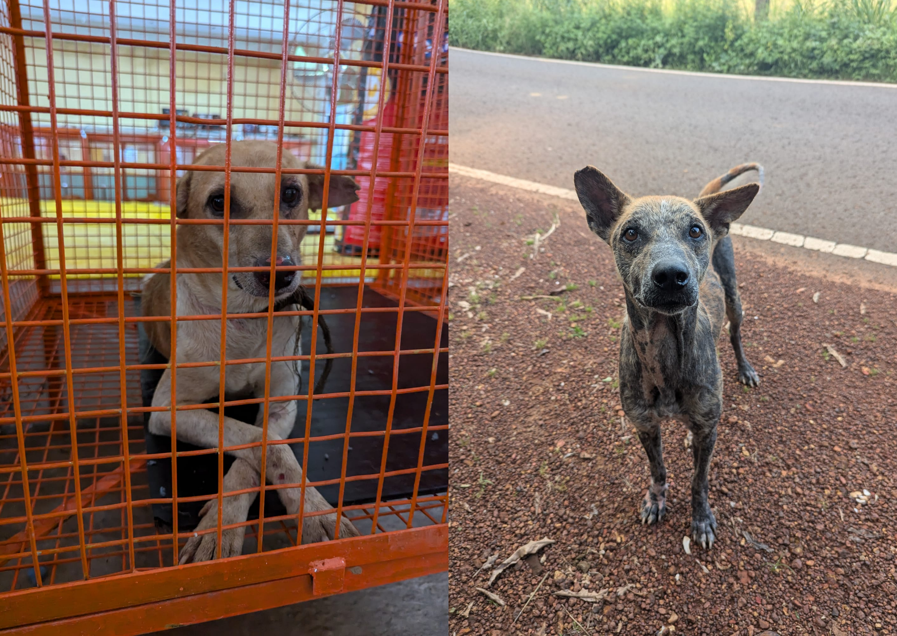 Spay and Neuter Awareness Month: Divar Island Sterilisation Camp