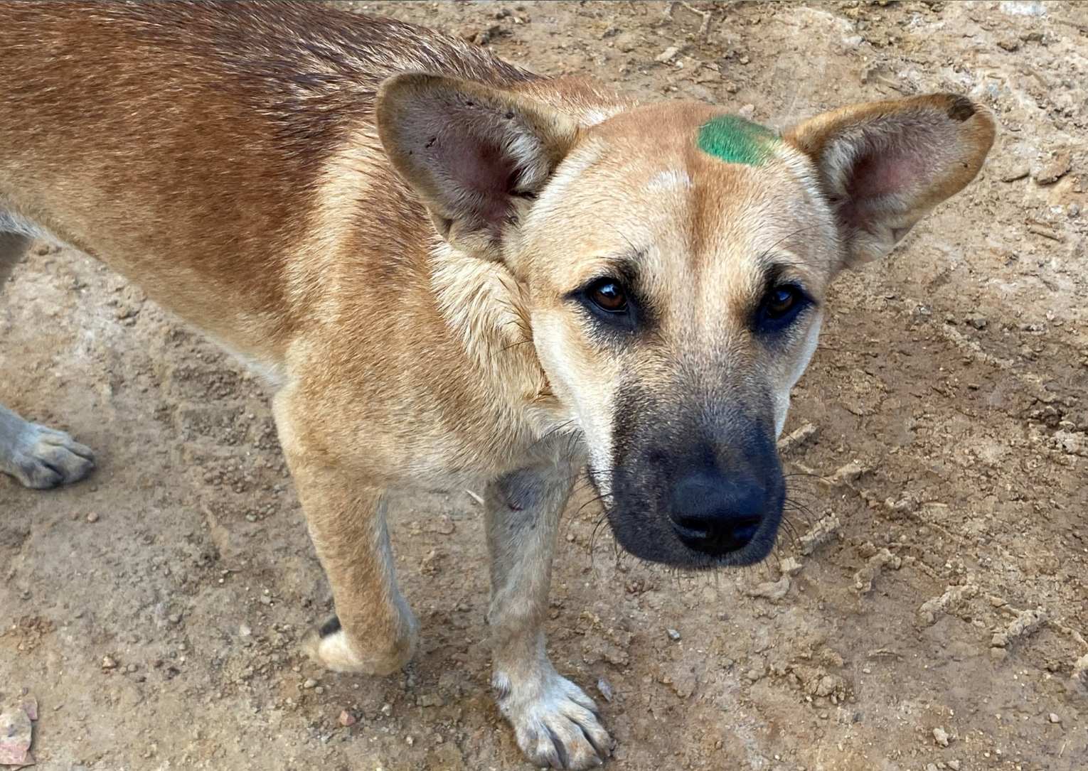 Protecting paws and people: Vet volunteer Andrea helps to combat rabies in Cambodia