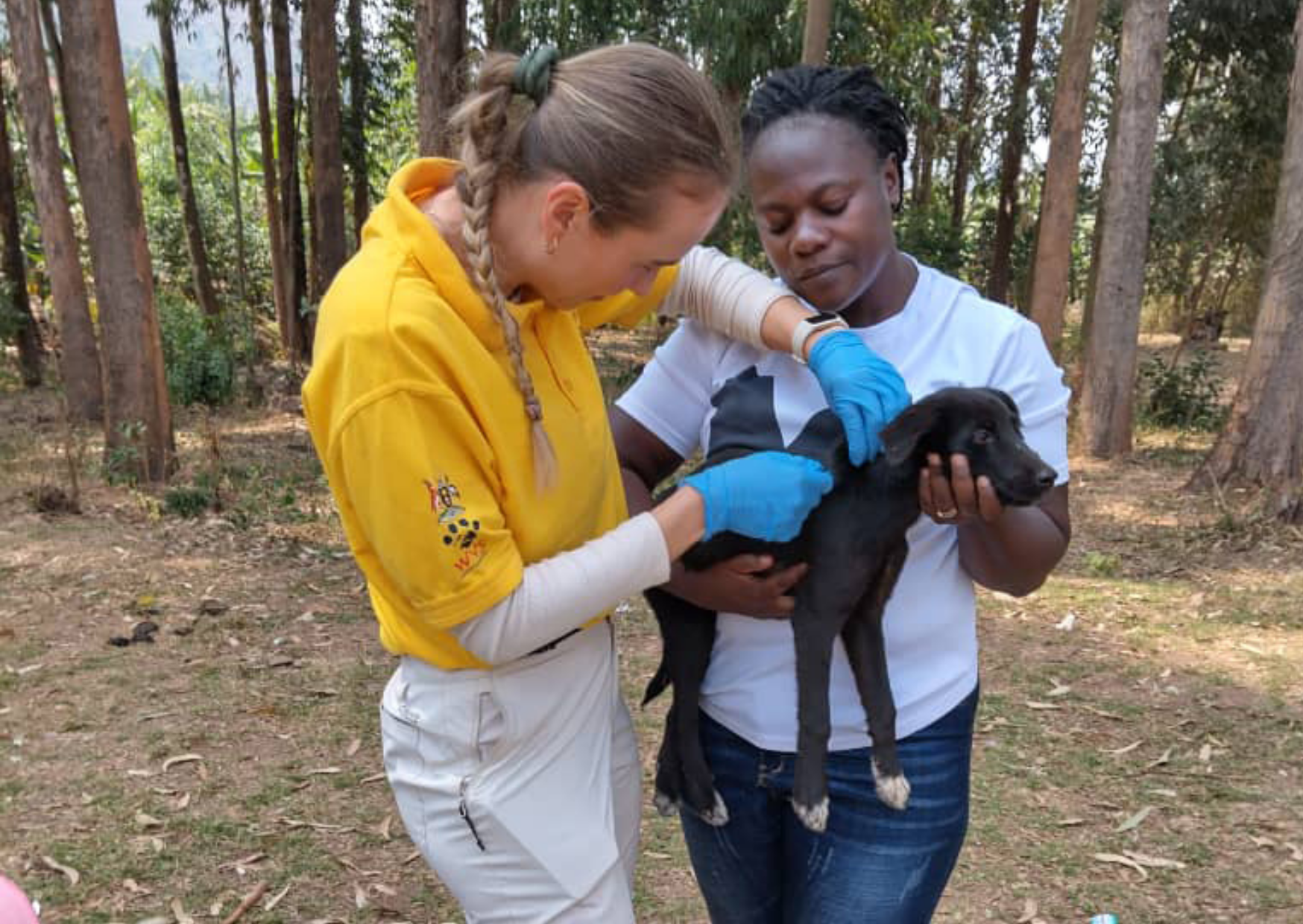 Stopping rabies at the source