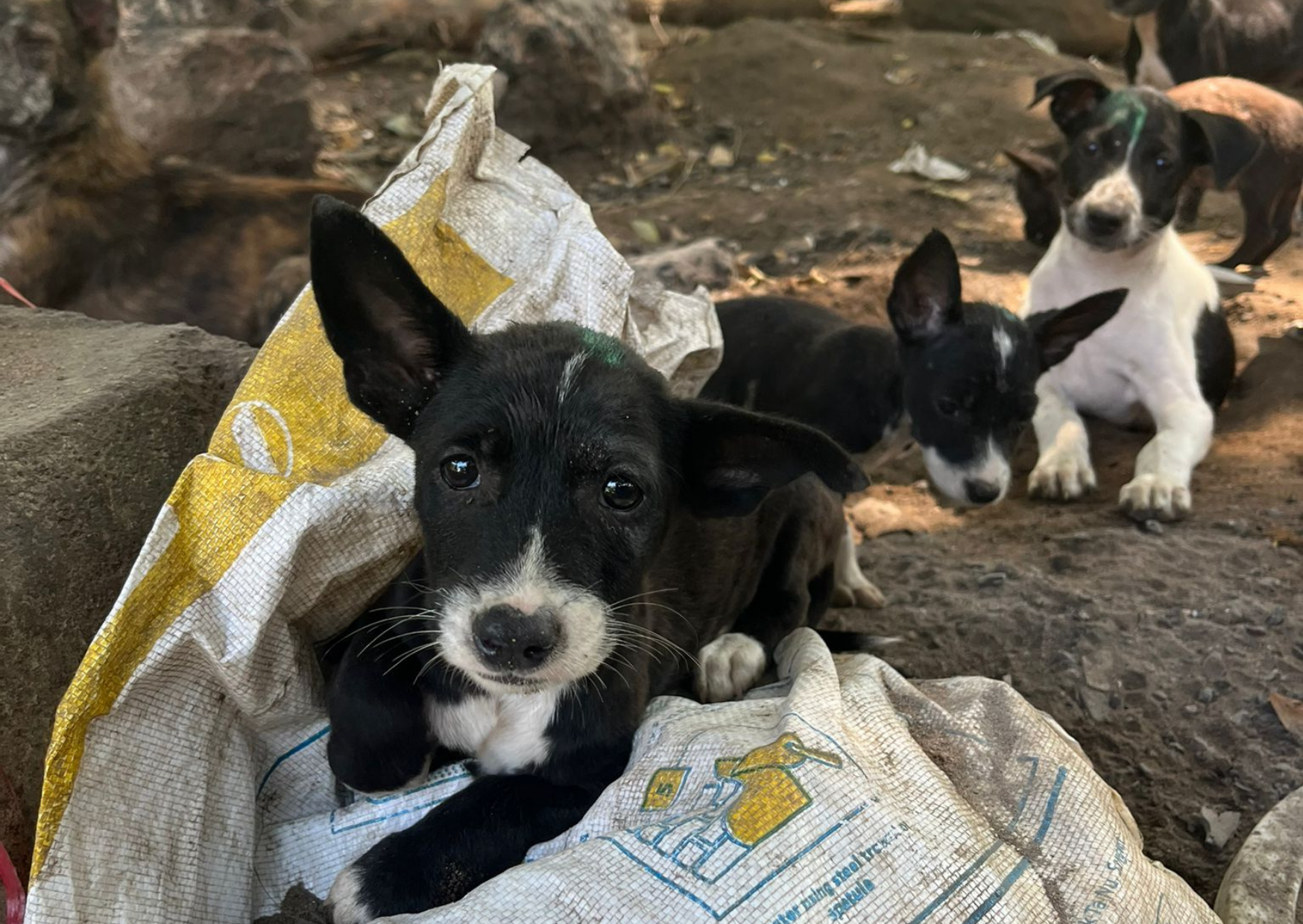 World Neglected Tropical Disease Day: Giving hope to communities living with rabies