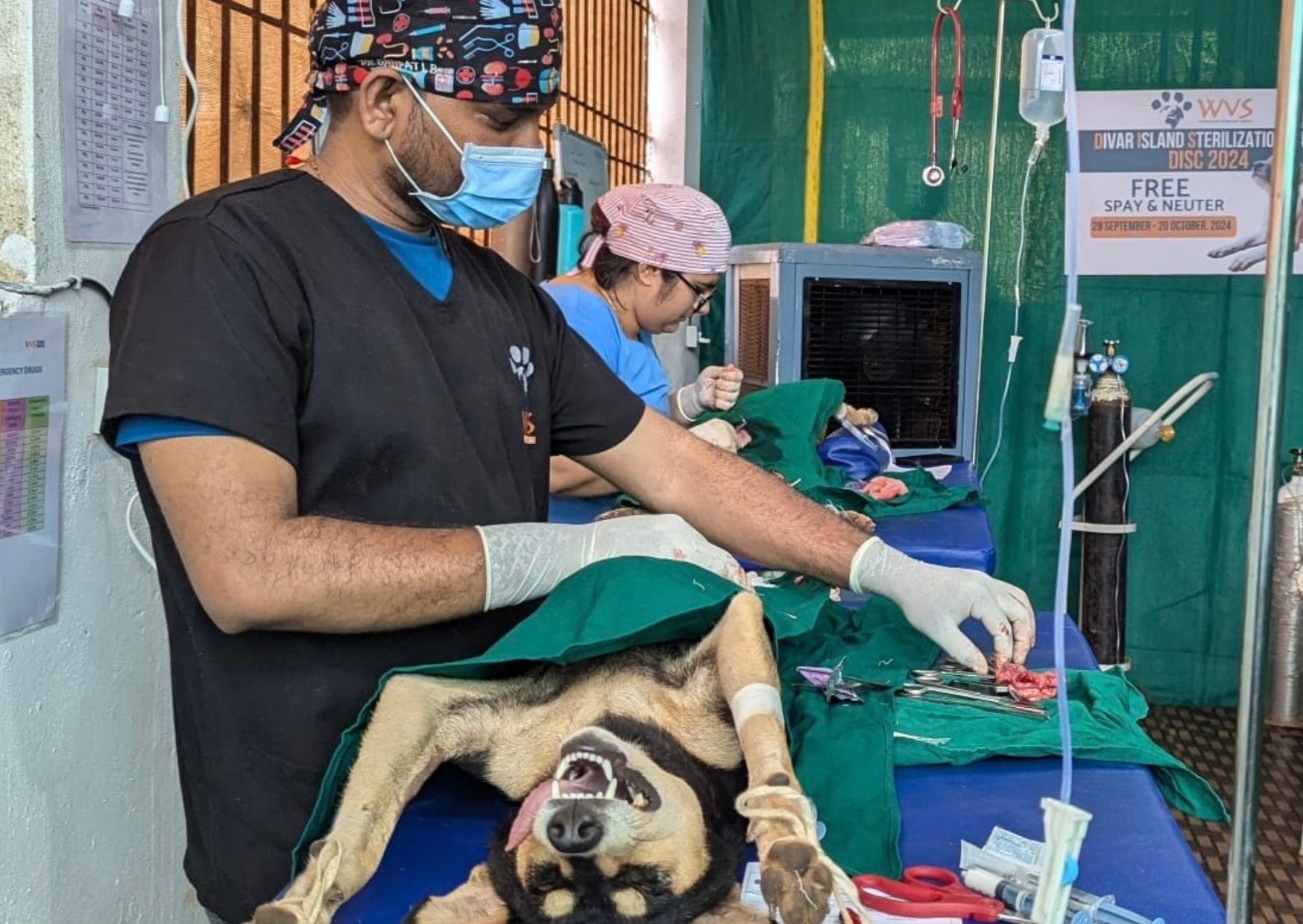 Spay and Neuter Awareness Month: Divar Island Sterilisation Camp