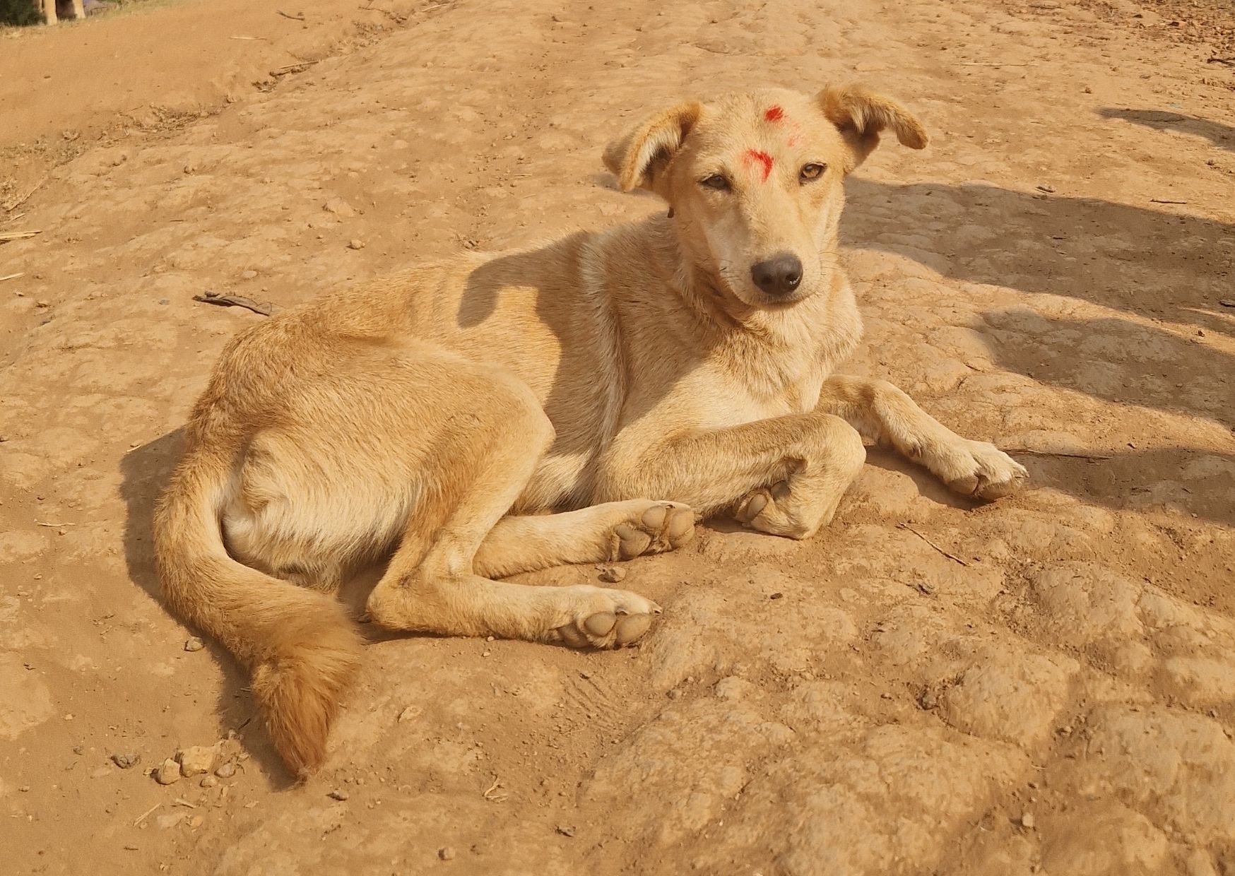 Fighting rabies in Uganda: Hear from volunteer vet Namata Alice