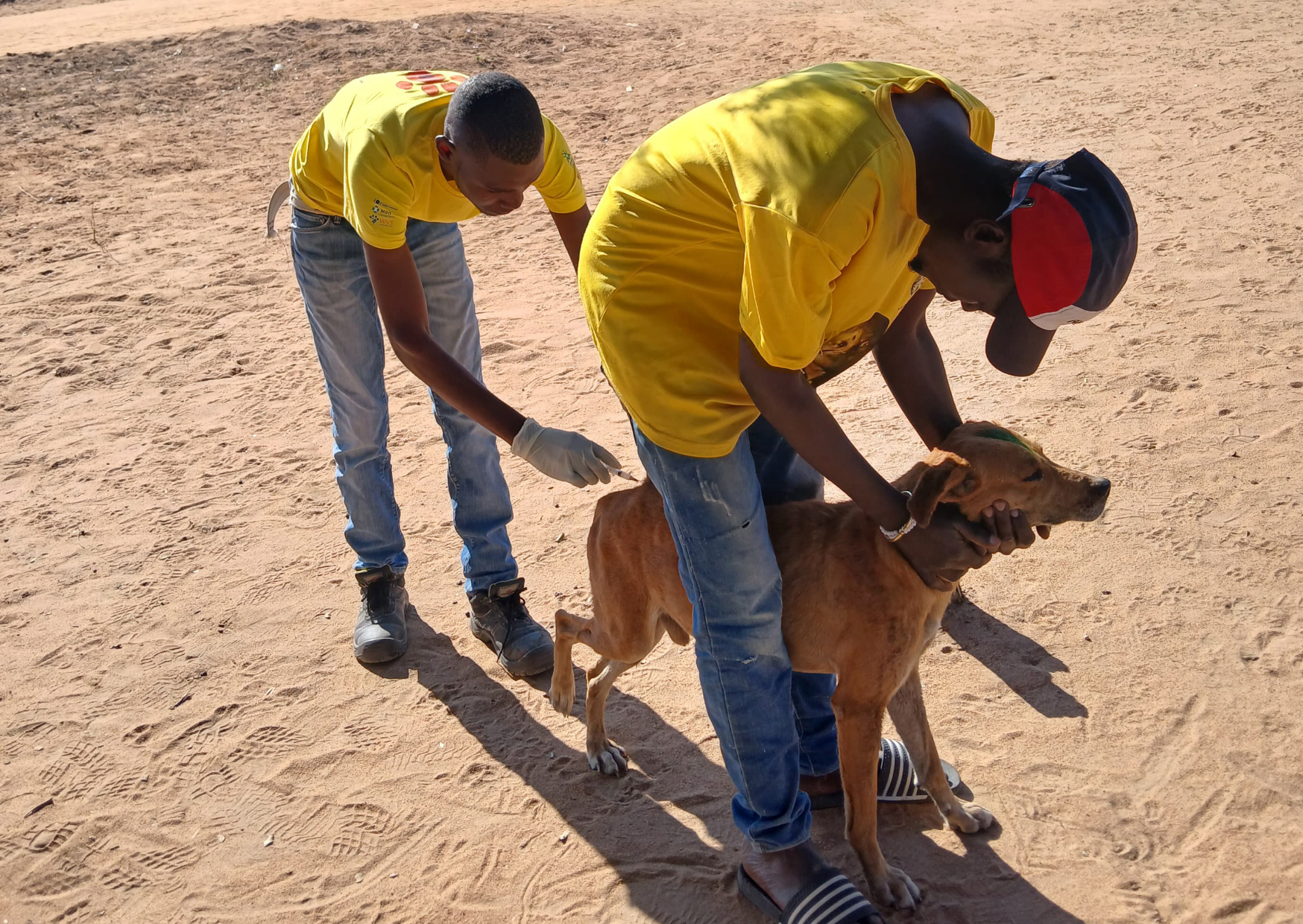 Stopping rabies at the source