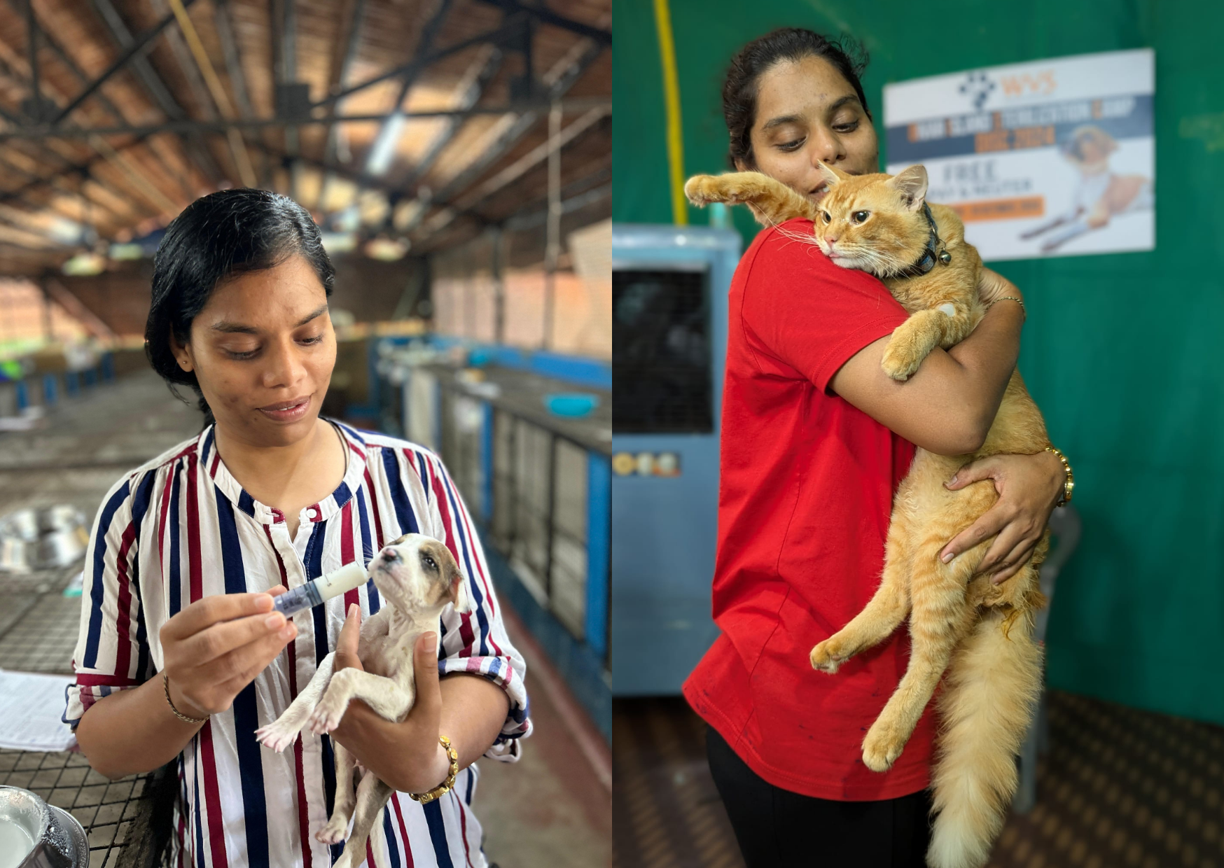 Spay and Neuter Awareness Month: Divar Island Sterilisation Camp