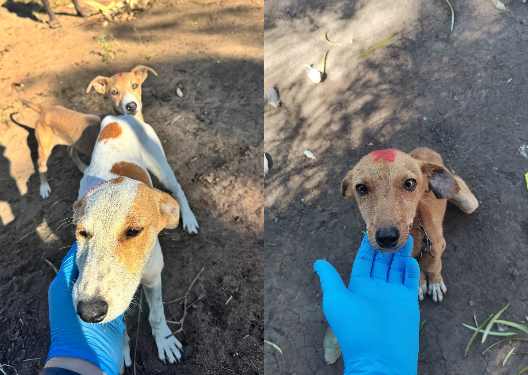 Project Spotlight: life-saving mission in Mozambique 