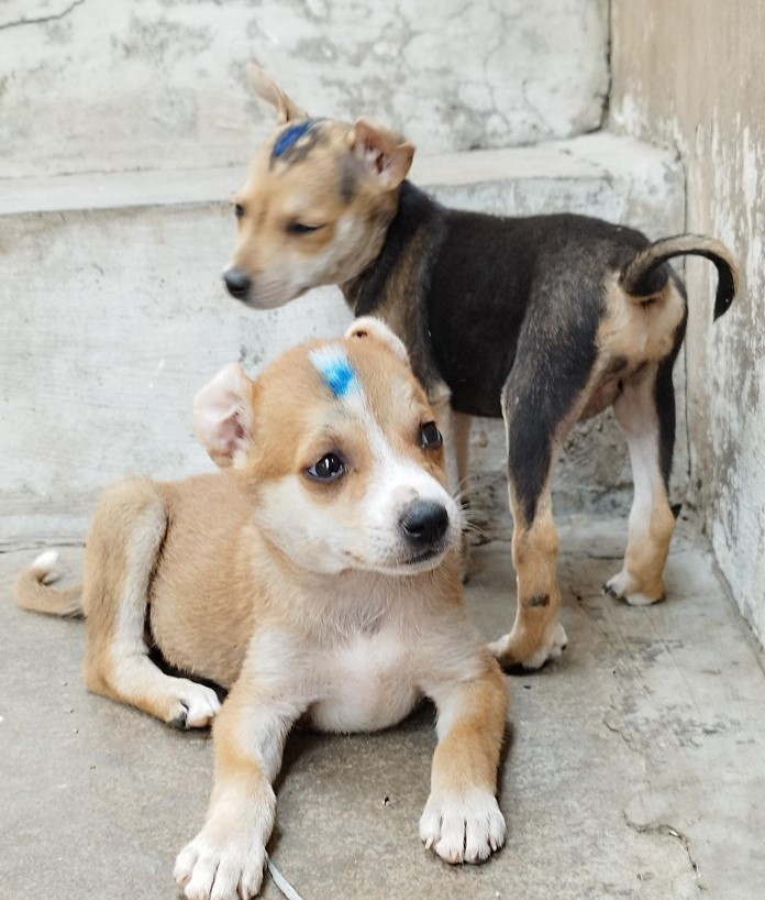 Vet nurse Liz volunteers in Mumbai