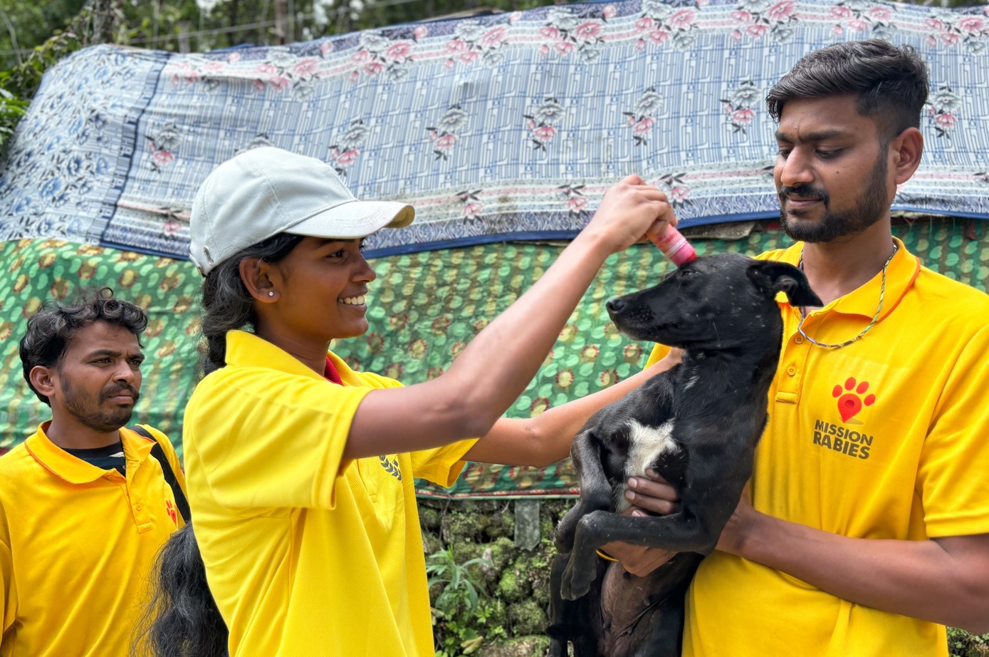 Stopping rabies at the source: The mass vaccination of dogs in rabies affected areas