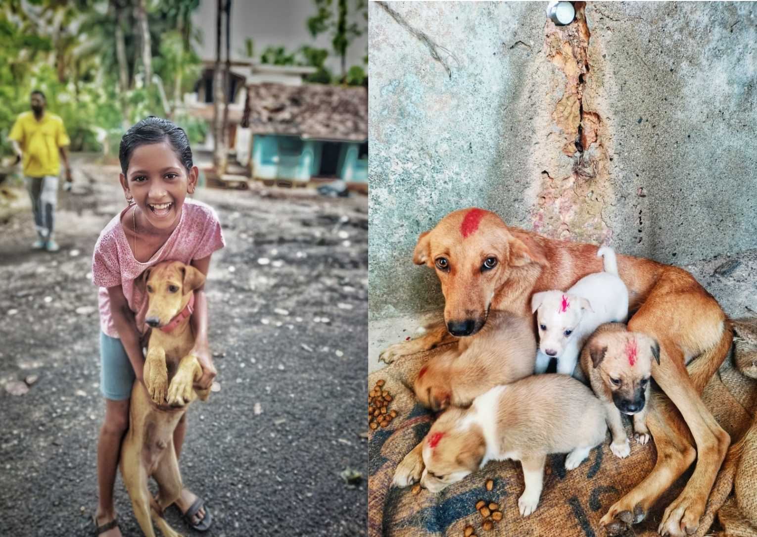 Project area Goa: making strides in rabies control in India 