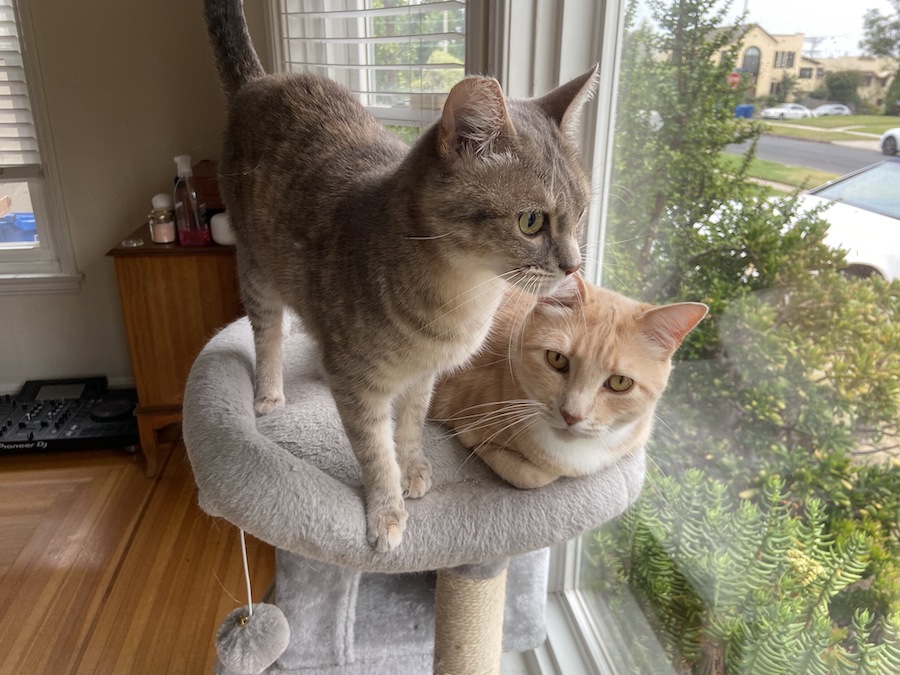 Kesar's cats