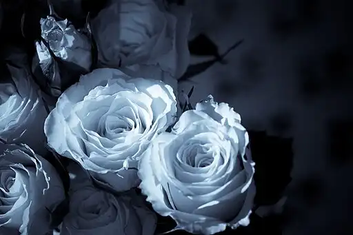 white blue roses