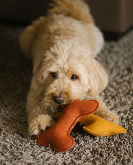 For Animal Lovers
