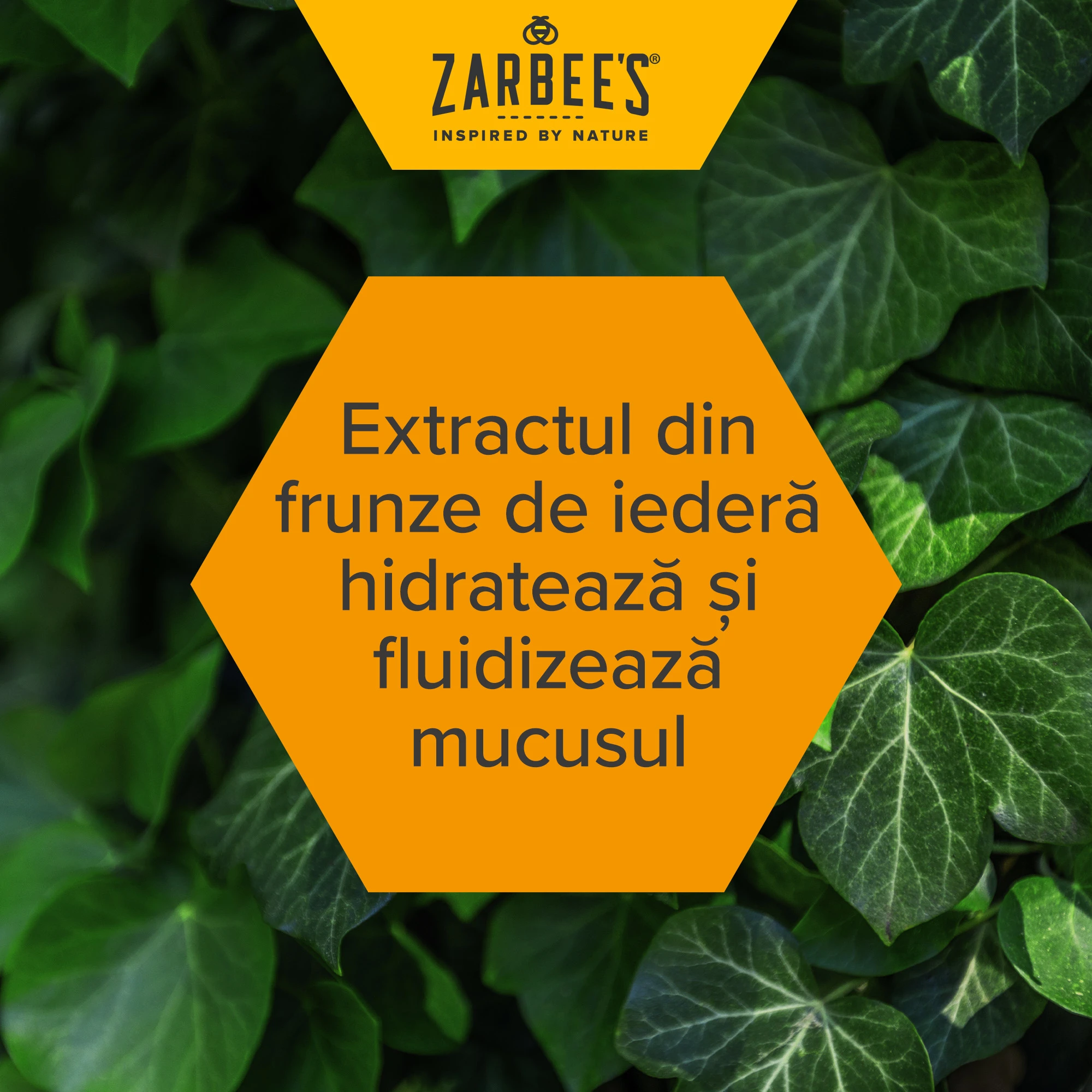 text Extractul de frunze de iederă hidratează și subțiază mucusul pe un fundal de frunze de iederă