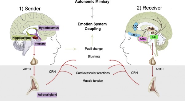 emotion mirroring