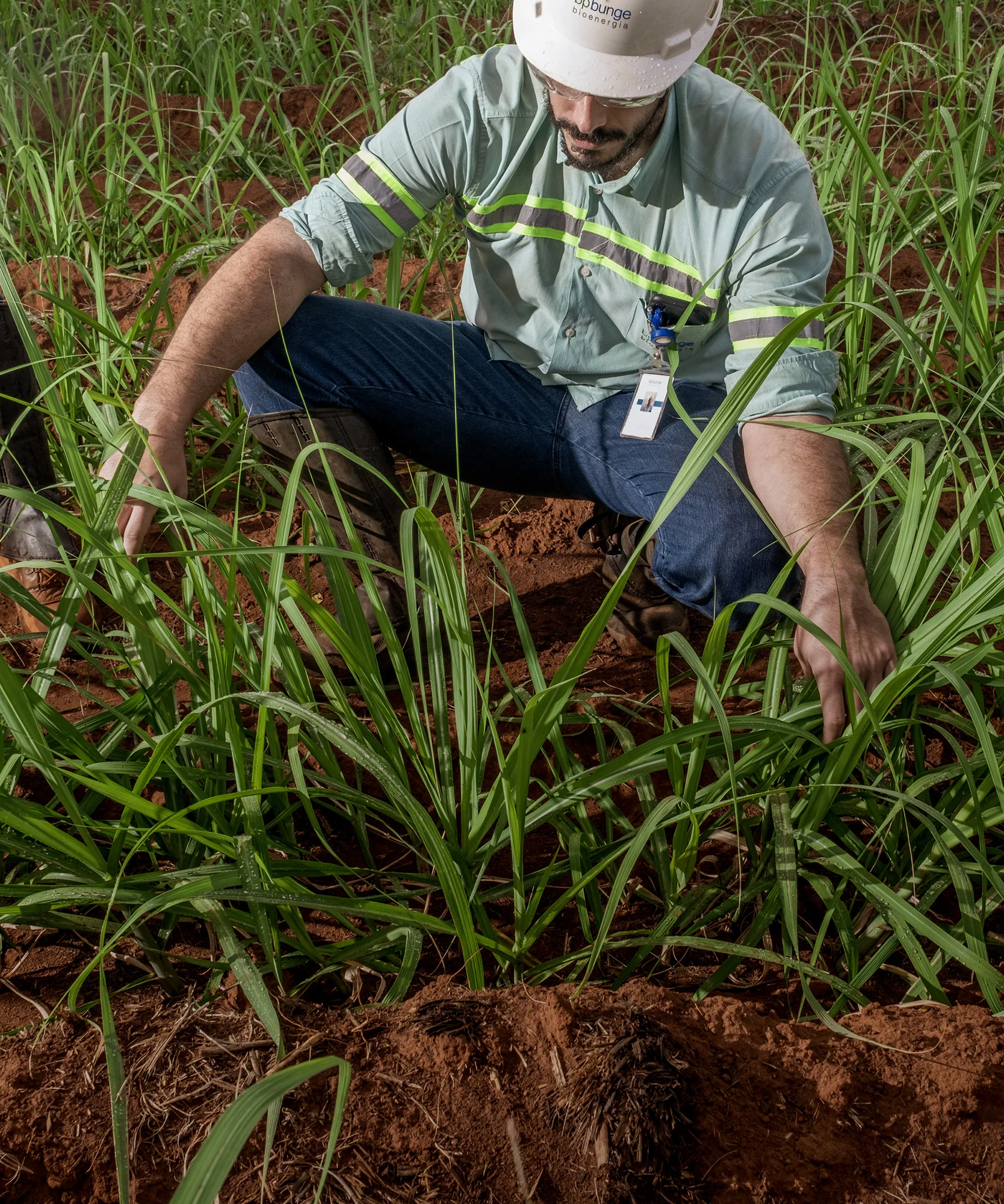 A bp Bunge worker inspects a crop of sugarcane in Brazil