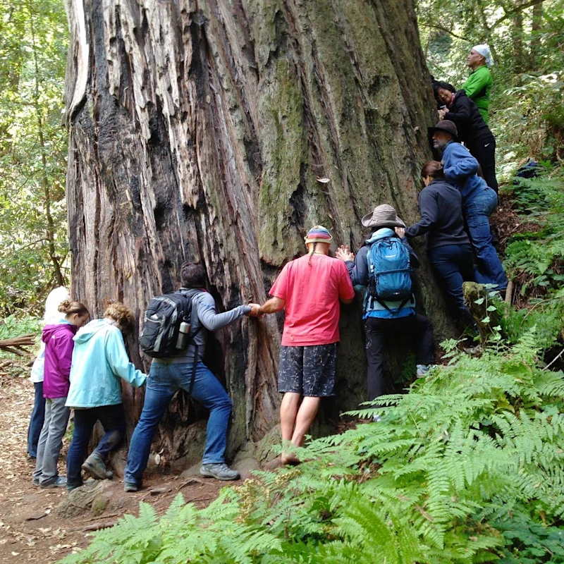arms around the tree