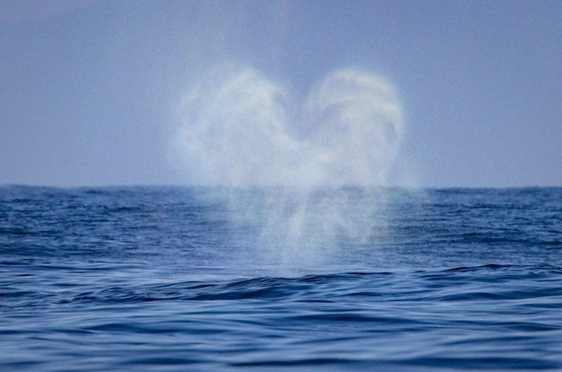 Whale heart -breath- Danny B